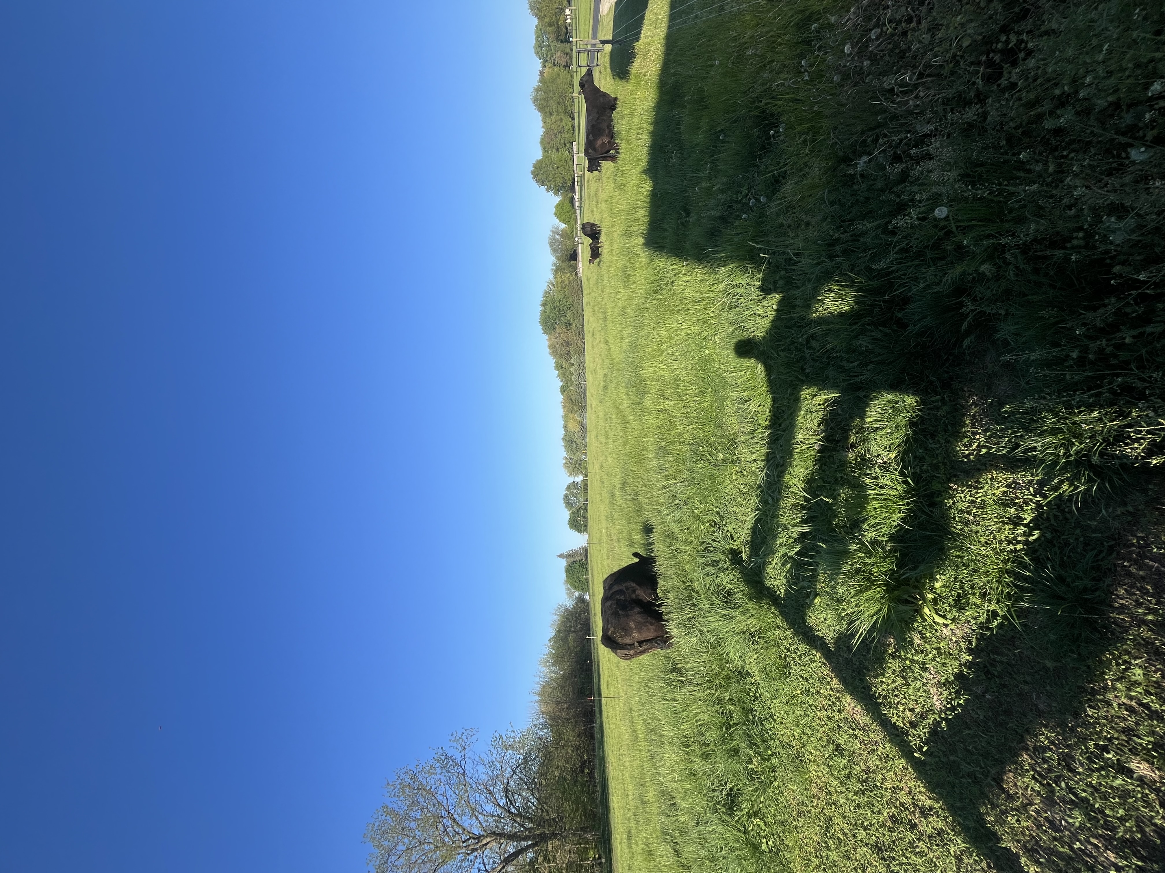 Cattle grazing