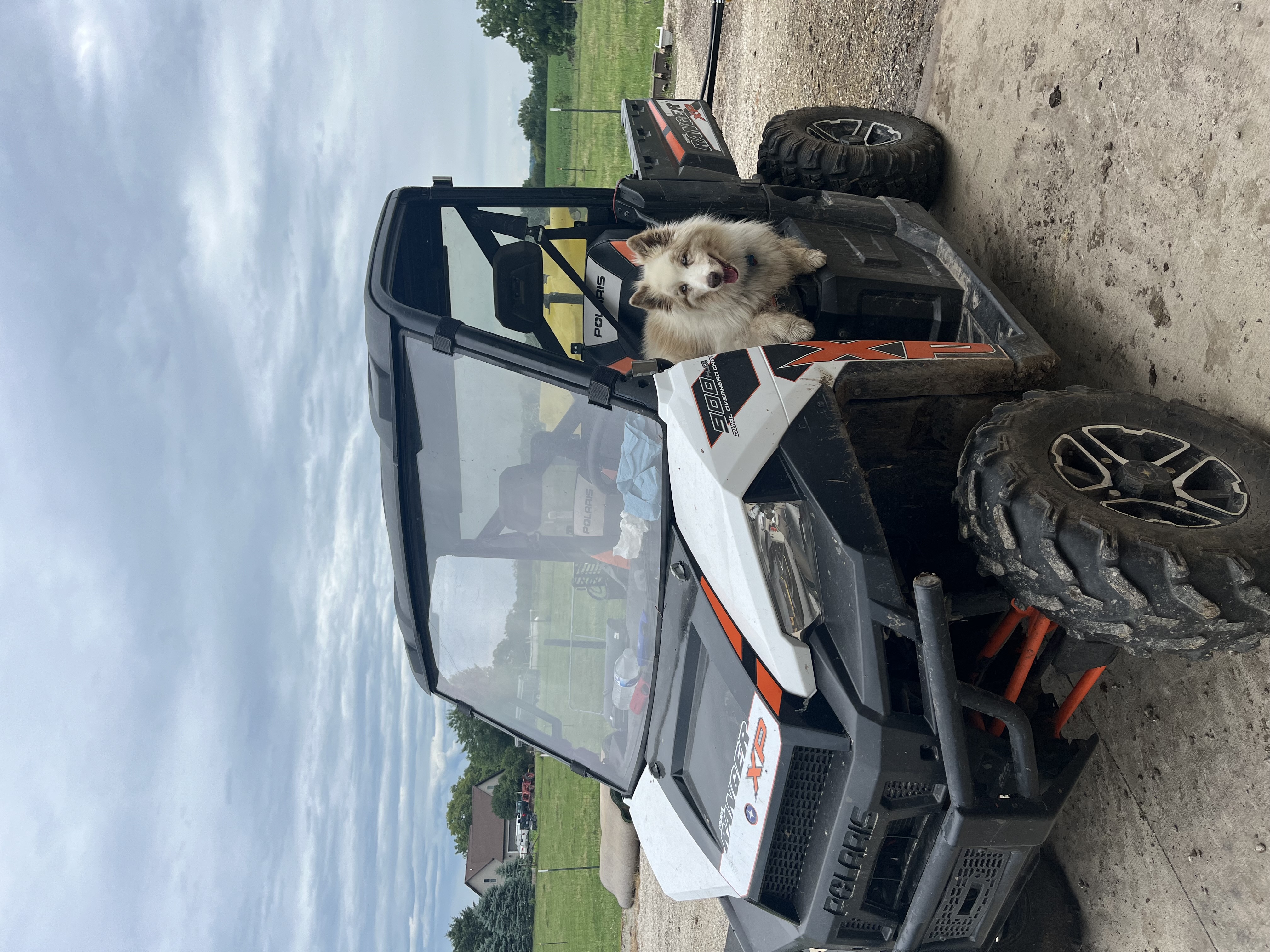 Farm dog